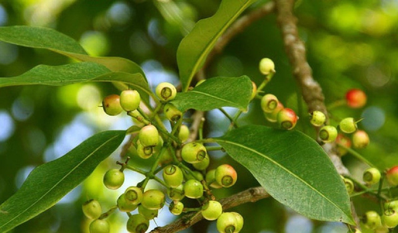 Lá vối vừa tốt đủ thứ vừa giải nhiệt tuyệt vời cho ngày nắng nóng: Có hại thận, yếu sinh lý như lời đồn? 1 Lá vối vừa tốt đủ thứ vừa giải nhiệt tuyệt vời cho ngày nắng nóng: Có hại thận, yếu sinh lý như lời đồn? 1