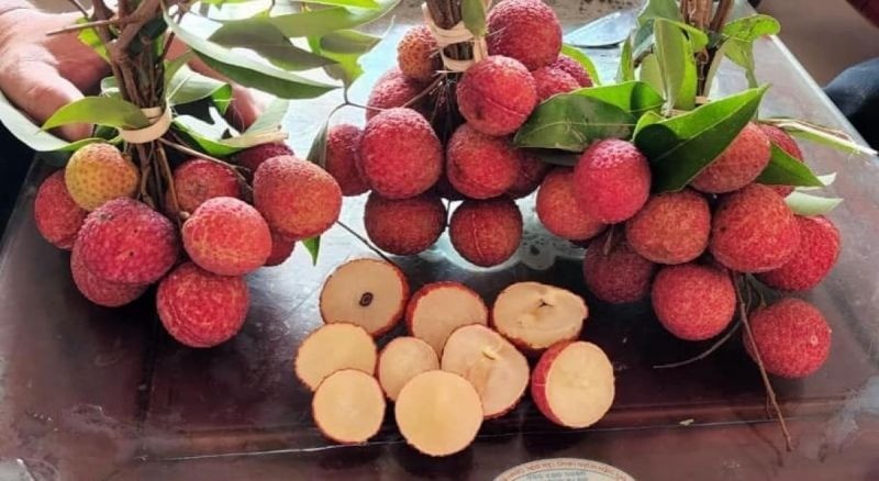 Hạt vải chứa tanin, fl avonoid, saponosid, α – methylen cyclopropyl glycin. Hạt vải chứa tanin, fl avonoid, saponosid, α – methylen cyclopropyl glycin.