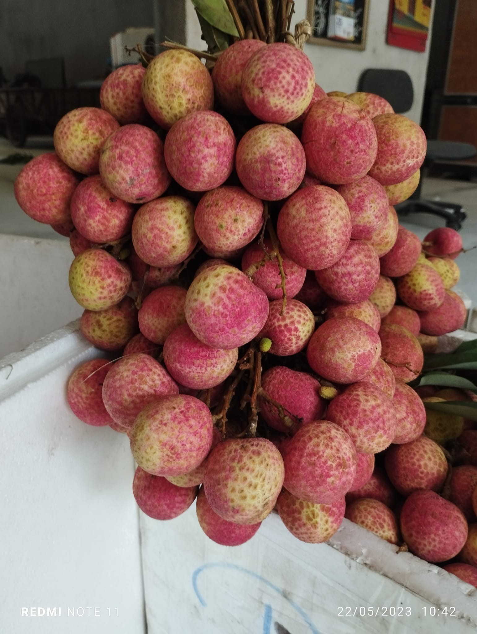 Hạt vải có vị hơi đắng, chát, hơi ngọt, tính ấm, quy các kinh can, thận, có tác dụng ôn trung, hành khí, chỉ thống, tán kết.