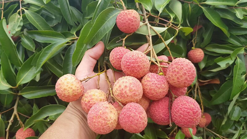 Ăn nhiều vải, lượng đường glucoza tăng đột biến. Ăn nhiều vải, lượng đường glucoza tăng đột biến.