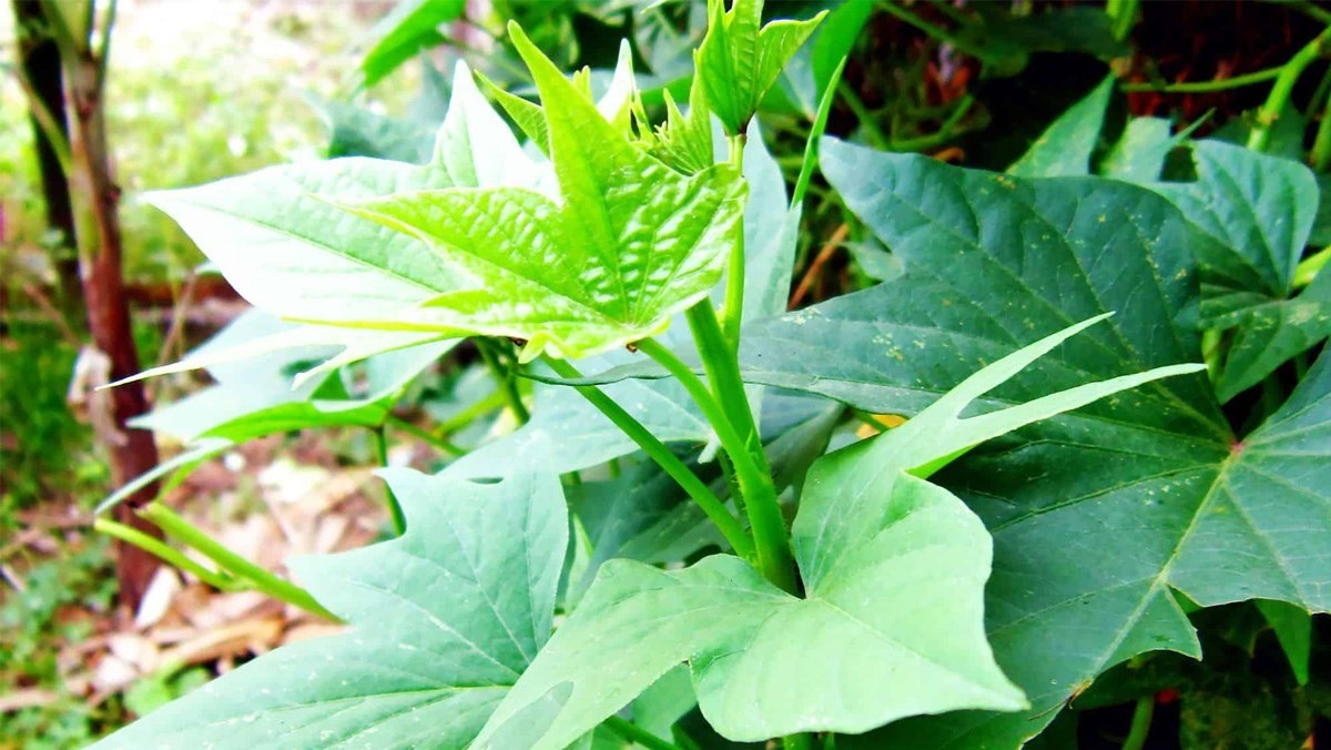 Các nghiên cứu đã chỉ ra rằng, lá khoai lang chứa nhiều vitamin, khoáng chất và các chất dinh dưỡng chẳng kém rau bina (rau chân vịt) - loại rau được coi 'vua rau củ' - xếp hàng đầu trong số rau củ tốt nhất cho sức khỏe.