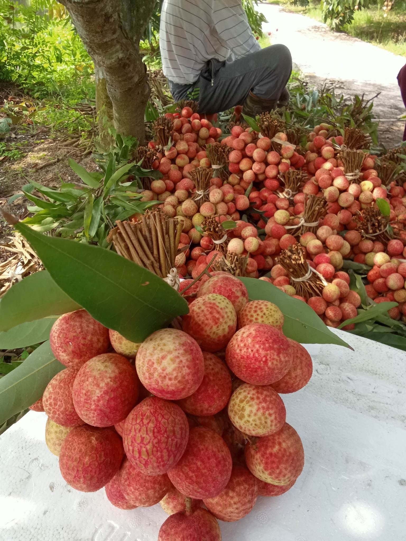 Một lần không nên ăn quá 10 quả, ăn nhiều sẽ làm gan sinh hỏa, lưỡi họng đau rát, nghiêm trọng hơn còn dẫn đến buồn nôn, chân tay mỏi rã rời, hoa mắt chóng mặt…. Ảnh: FB