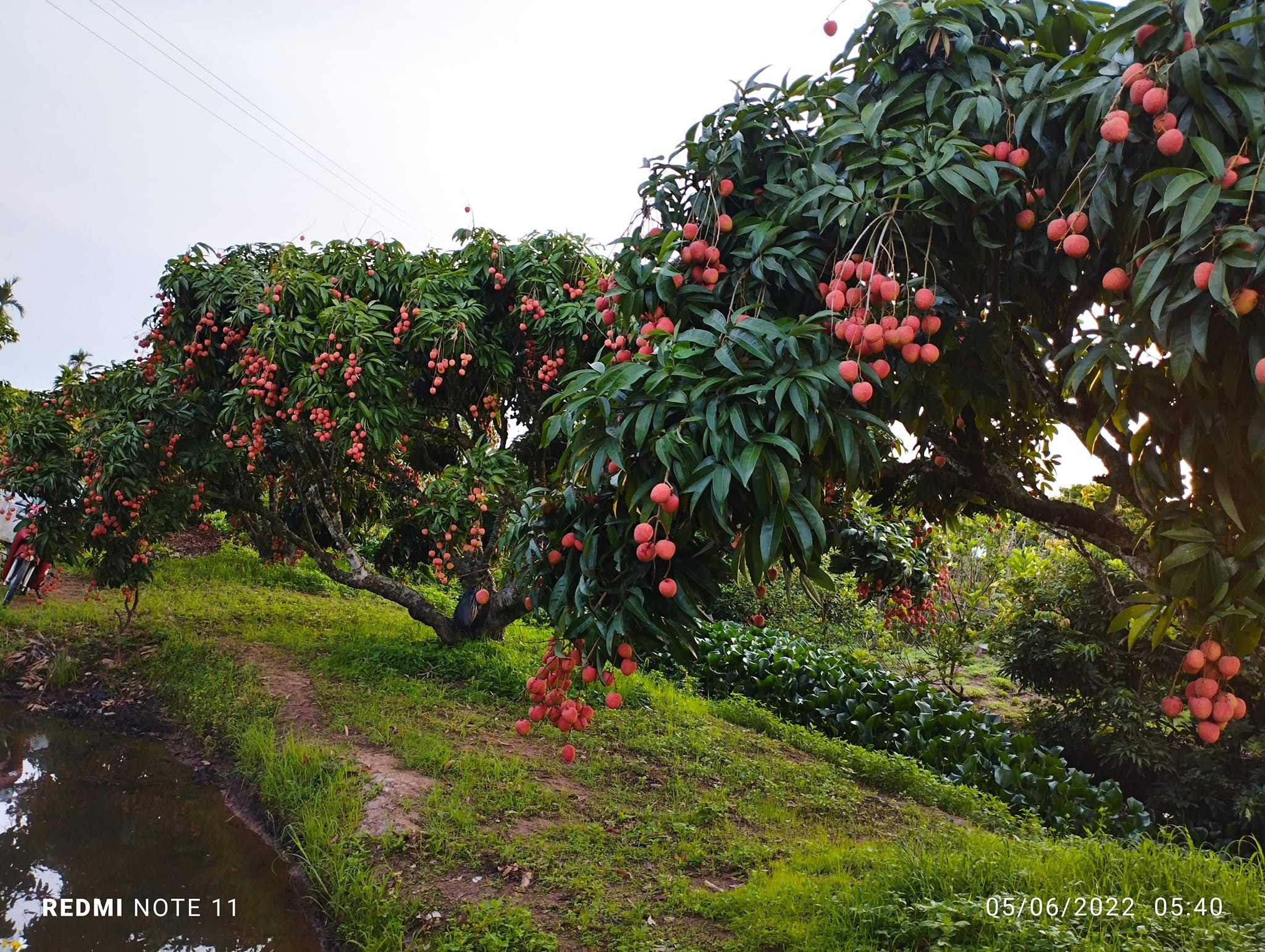 Vải thiều rất nhiều công dụng, nhưng nhóm người này không nên ăn vô tội vạ - Ảnh 2