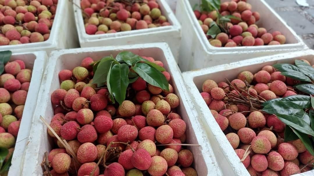 Để tránh bị nóng, trước khi ăn vải có thể uống chút nước muối hoặc trà thảo mộc lạnh, hoặc canh bí đao, chè đậu xanh…. hoặc cũng có thể ăn 20-30g thịt nạc hoặc uống nước canh xương….