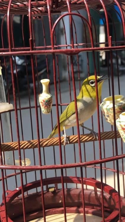 Cuộc sống của các loài chim đã bị ảnh hưởng mạnh mẽ bởi quá trình đô thị hóa, về việc mất môi trường sống và các tác động tiêu cực khác như ô nhiễm tiếng ồn làm mất phương hướng.