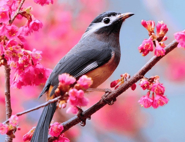 Phát hiện lạc quan: Khả năng hỗ trợ chữa lành đáng chú ý của tiếng chim hót - Ảnh 1