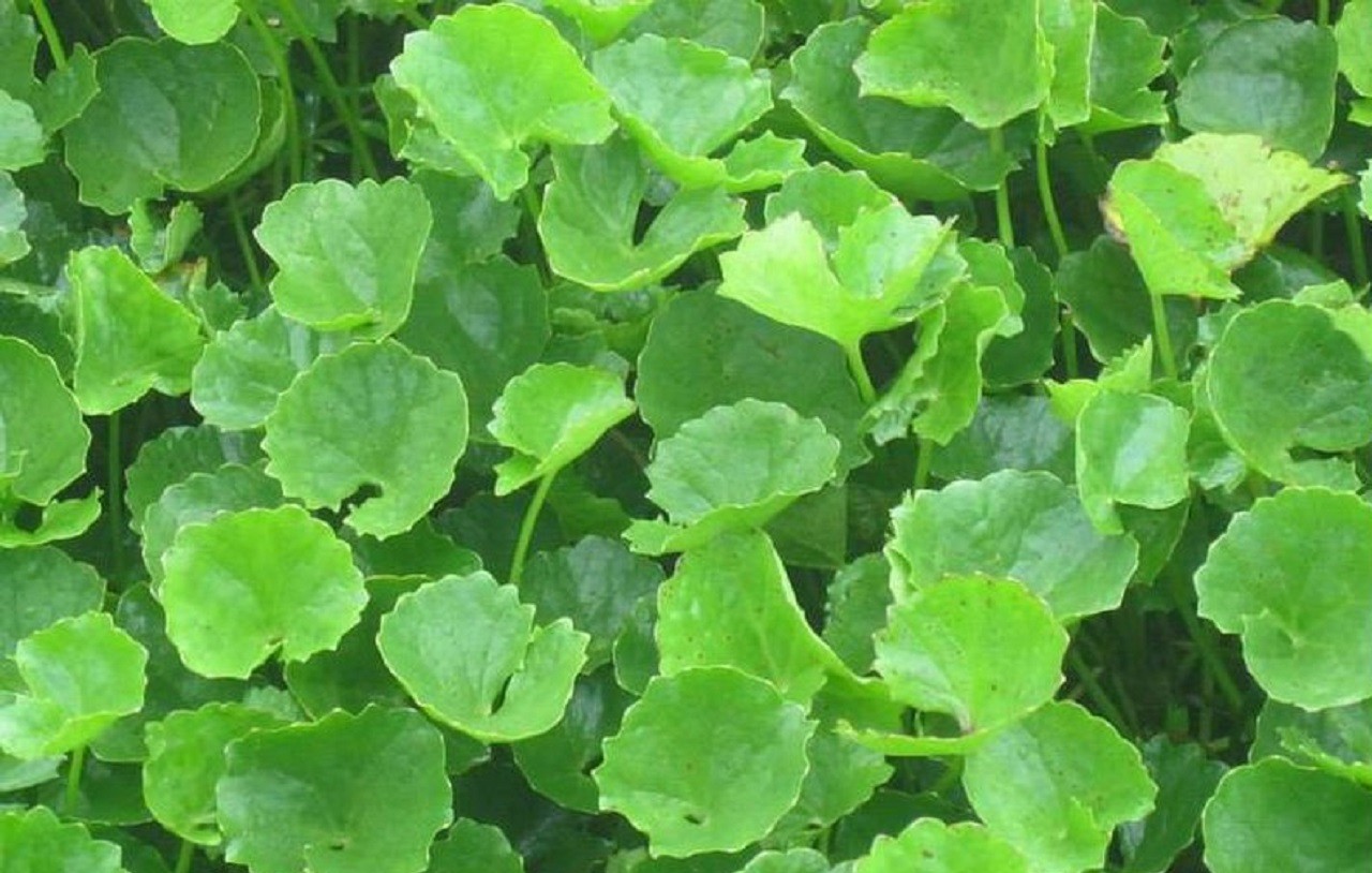 Rau má giúp điều trị tình trạng mệt mỏi, lo lắng, trầm cảm, rối loạn tâm thần, bệnh Alzheimer và cải thiện trí nhớ. Rau má giúp điều trị tình trạng mệt mỏi, lo lắng, trầm cảm, rối loạn tâm thần, bệnh Alzheimer và cải thiện trí nhớ.