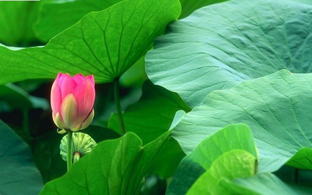 Lá sen thường sử dụng phơi khô nấu nước pha trà uống có tác dụng giảm cân, trị mỡ máu, hạ huyết áp...