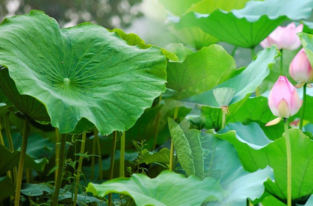 Uống nước lá sen đúng cách sẽ mang lại nhiều tác dụng cho sức khỏe như chữa mất ngủ, an thần, đau mắt, giải độc, thanh nhiệt gan,...