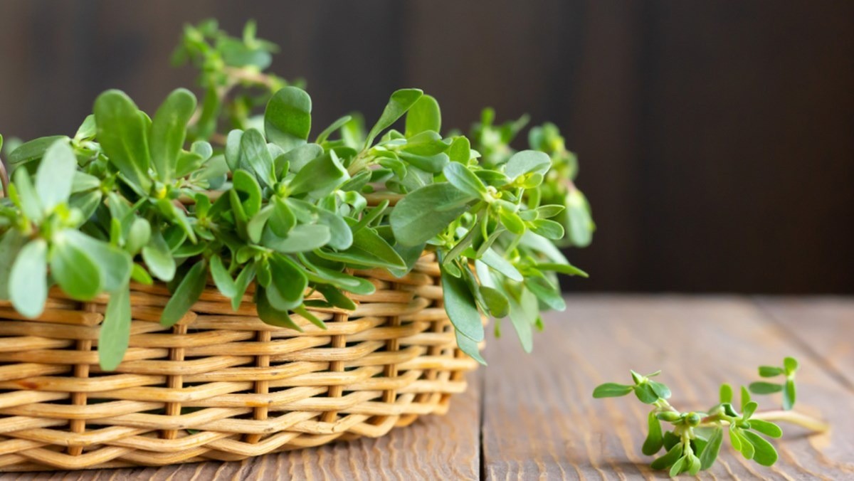 Trong Y học cổ truyền Trung Quốc xem cây rau này là 'vị thuốc trường thọ' và được sử dụng để chữa nhiều bệnh.