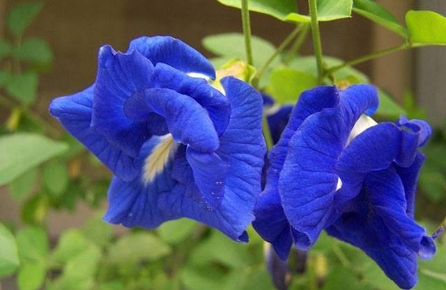 Hoa đậu biếc có vẻ đẹp mong manh, rực rỡ, thường được trồng làm cảnh, giàn leo tỏa bóng mát. Hoa đậu biếc có vẻ đẹp mong manh, rực rỡ, thường được trồng làm cảnh, giàn leo tỏa bóng mát.