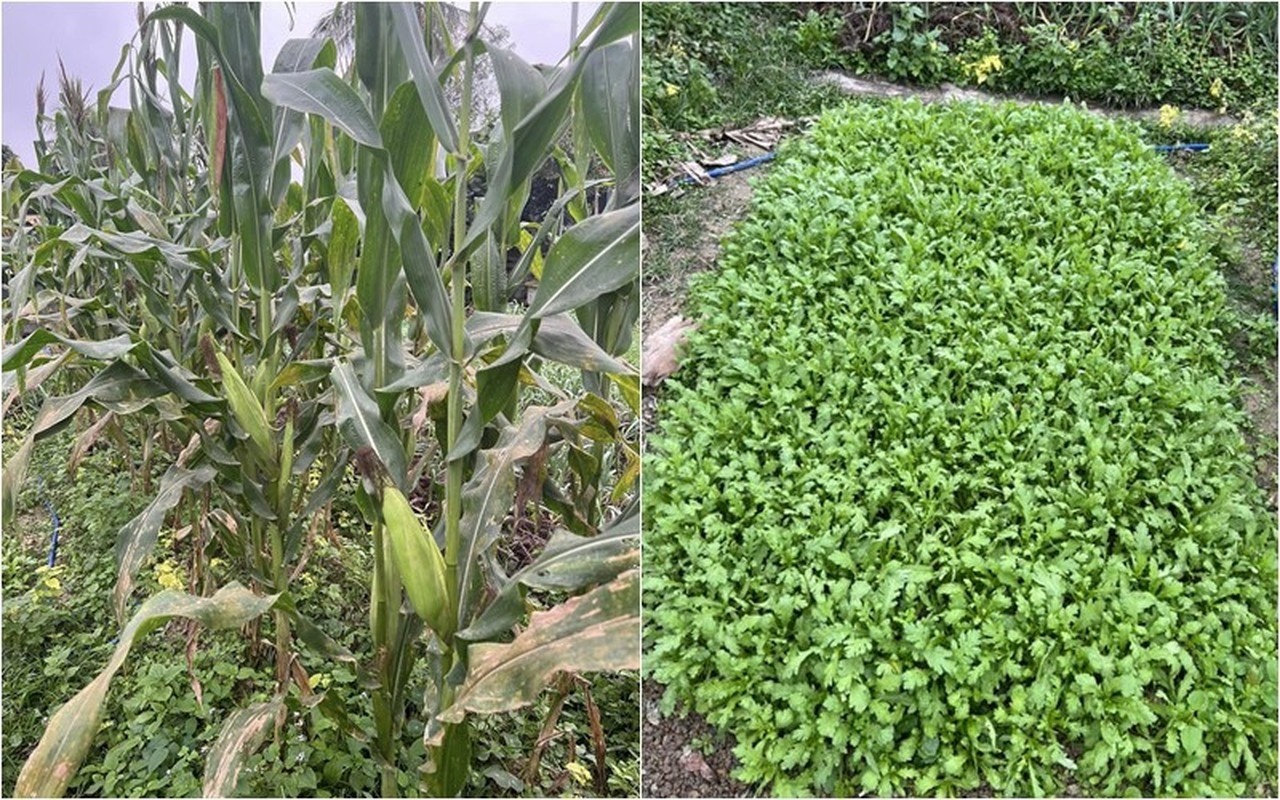 Vừa rau sạch, xanh mướt của nhà Á hậu Đào Thị Hiền. Ảnh: FBNV