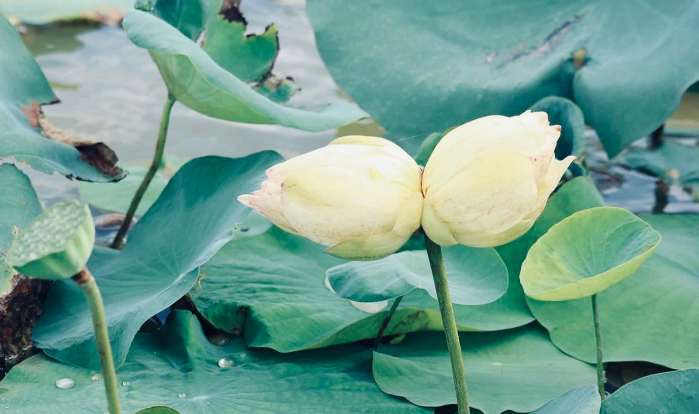 Theo người dân nơi đây, có câu ca dao nói về loại sen tịnh đế: “Bao giờ cho được thành đôi, như sen tịnh đế một chồi hai bông”. Khi nhắc đến sen Tịnh đế người ta nghĩ đến sự may mắn, tốt lành đang đến. Loài hoa quý hiếm đến mức độ ngày xưa chỉ dành để tiến vua. Người xưa cho rằng, đây là loài sen đỉnh cao nhất về sự thanh tao, thuần khiết, cũng là tượng trưng cho thứ quý giá và thiêng liêng nhất của con người. Ảnh: H.Q.