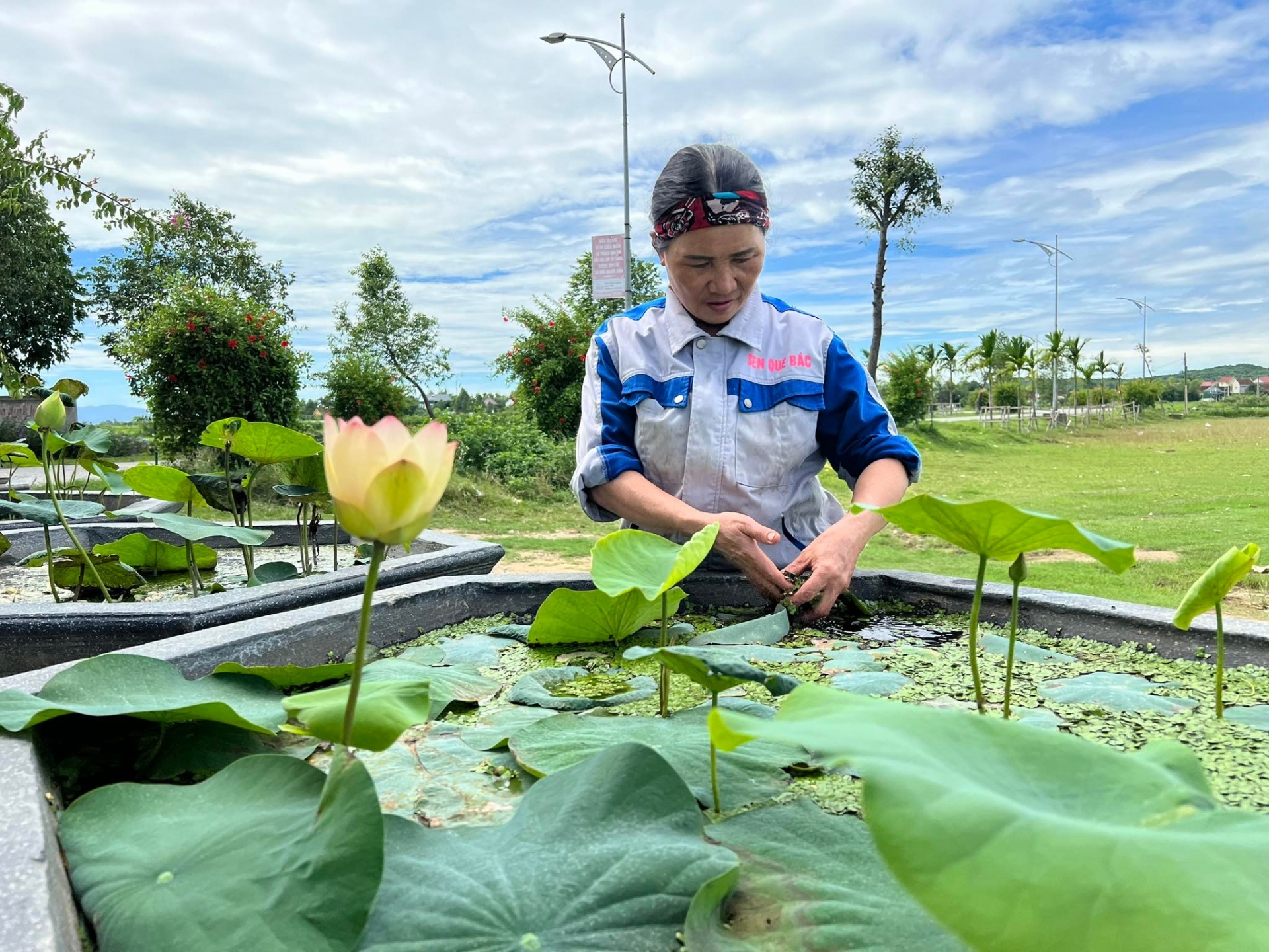 Hương sen Tịnh Đế cũng đượm hơn hương thơm của hoa sen bình thường, khi dùng để ướp trà hay pha nước thì mùi vị giữ được lâu hơn.