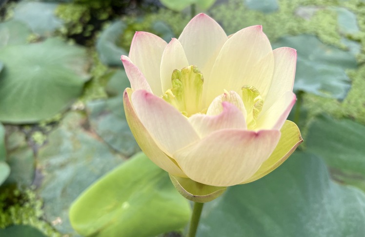 Sen Tịnh Đế là loài hoa hiếm, không phải mùa nào cũng gặp được. Vì vậy,những người yêu hoa và nhiếp ảnh gia thường phải “săn” mỗi khi sen vào mùa.