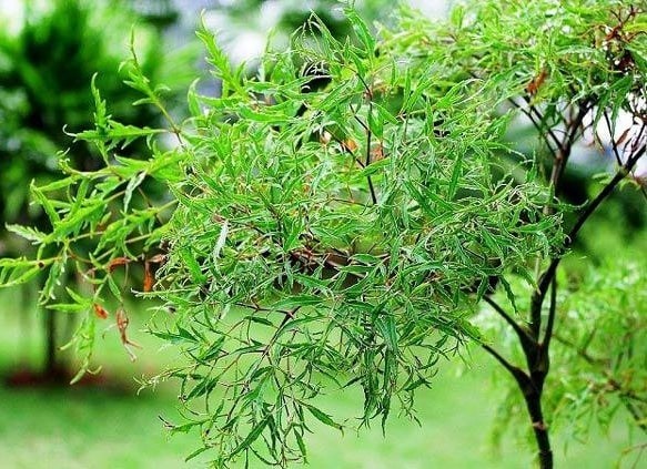 Đinh lăng có chứa saponin, alkaloid, glycoside, polyphenol, flavonoid, tanin, vitamin (C, B1, B2 và B6) và axit amin. Đinh lăng có chứa saponin, alkaloid, glycoside, polyphenol, flavonoid, tanin, vitamin (C, B1, B2 và B6) và axit amin.