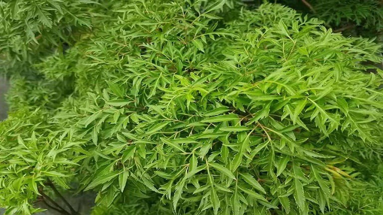 Những công dụng tuyệt vời của lá 'nhân sâm của người nghèo' không phải ai cũng biết - Ảnh 1 Những công dụng tuyệt vời của lá 'nhân sâm của người nghèo' không phải ai cũng biết - Ảnh 1