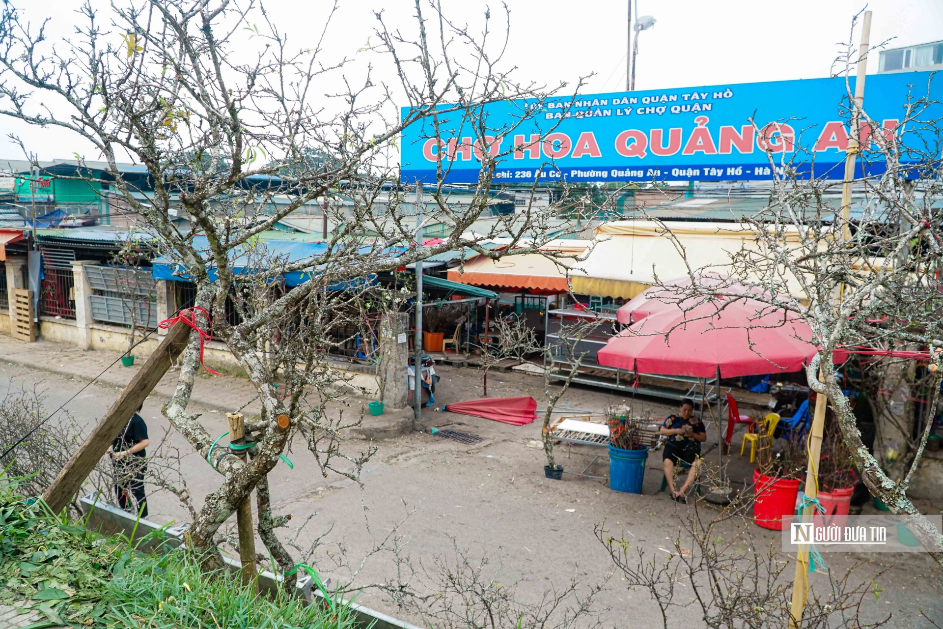 Ghi nhận của Người Đưa Tin những ngày gần đây tại chợ hoa Quảng An (Tây Hồ, Tp.Hà Nội) hàng trăm cành hoa lê trắng (lê mắc cọp) đã được các tiểu thương bày bán phục vụ nhu cầu của người dân Thủ đô.