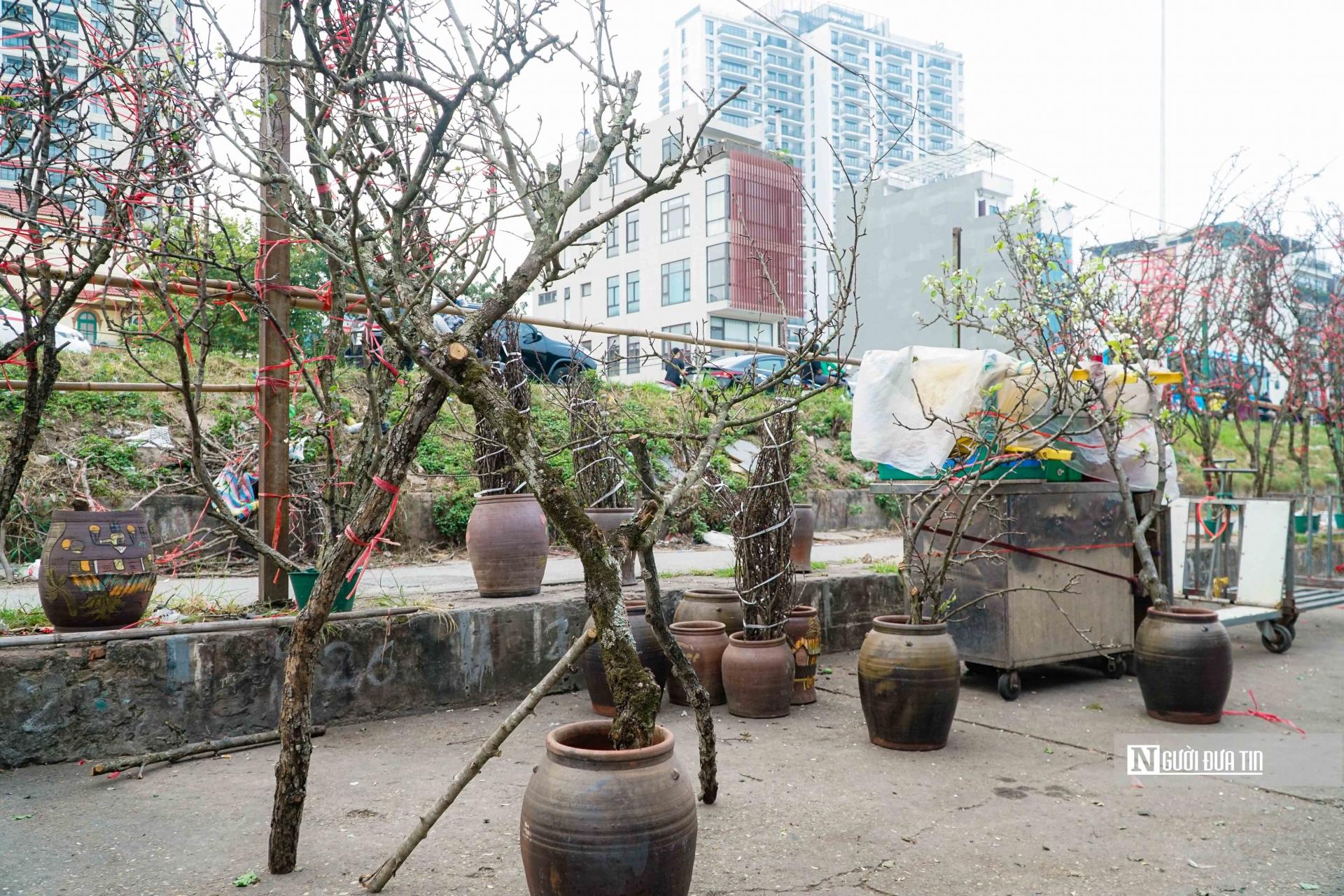 Những cành hoa lê trắng chủ yếu có xuất xứ tại một số tỉnh vùng núi phía Bắc như Cao Bằng, Lạng Sơn, Lào Cai, Sơn La được vận chuyển bằng xe tải xuống Thủ đô.