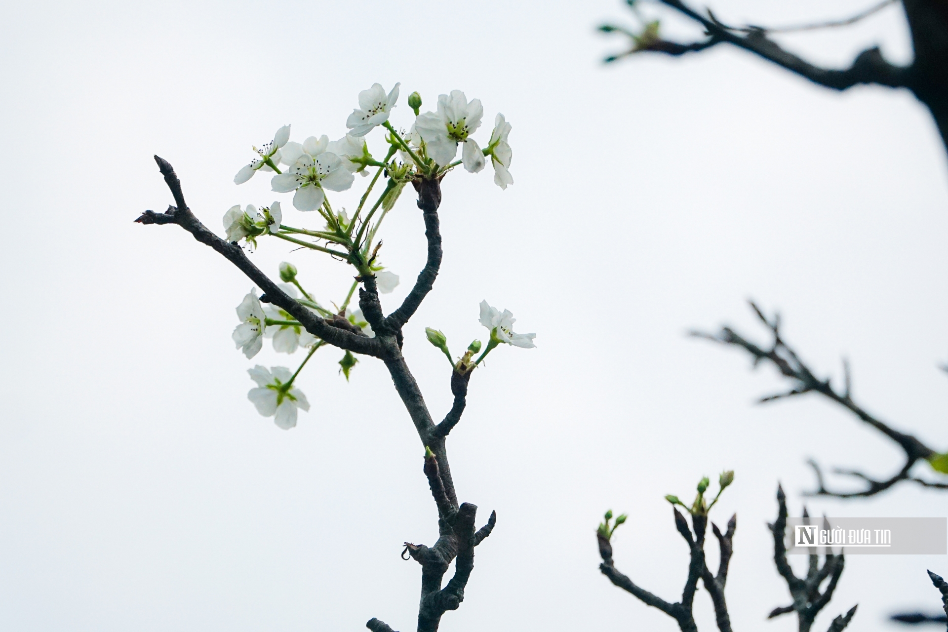 Cánh hoa trắng ngần, mỏng manh mọc thành từng chùm, xen với những lộc non mới nhú từ những cành cây khẳng khiu tạo nên một nét riêng độc đáo cho loài hoa vùng sơn cước, chỉ đơn giản vậy thôi mà hút hồn người chơi hoa Hà Nội..