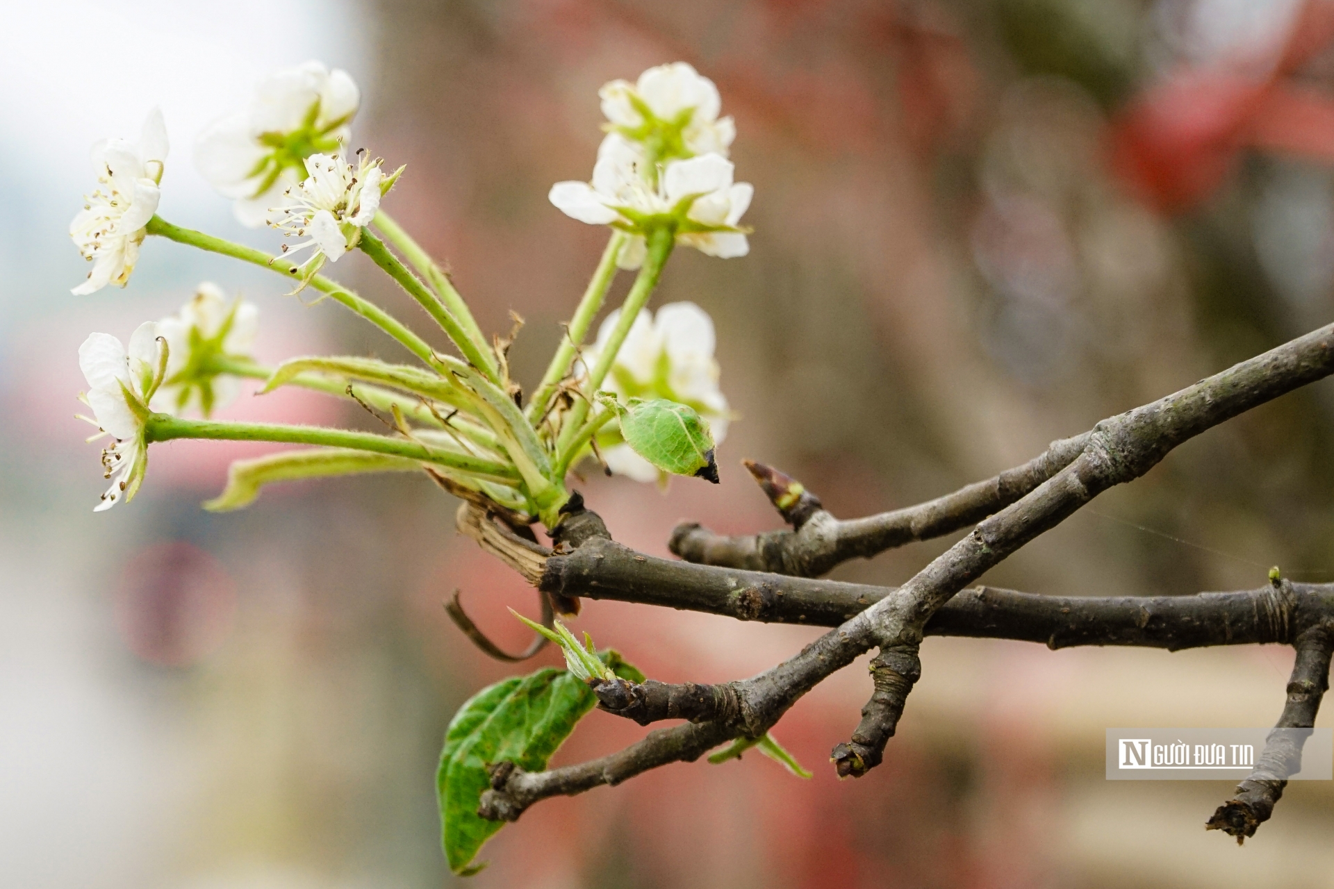 So với hoa đào, hoa mận thường được người dân ưa dùng vào dịp tết, hoa lê bền hơn. Một cành tươi tốt có thể chơi được vài tháng. Còn hơn 1 tháng nữa mới đến tết Dương lịch, nên việc mua chọn hoa thời điểm này cũng chậm rãi, tao nhã.