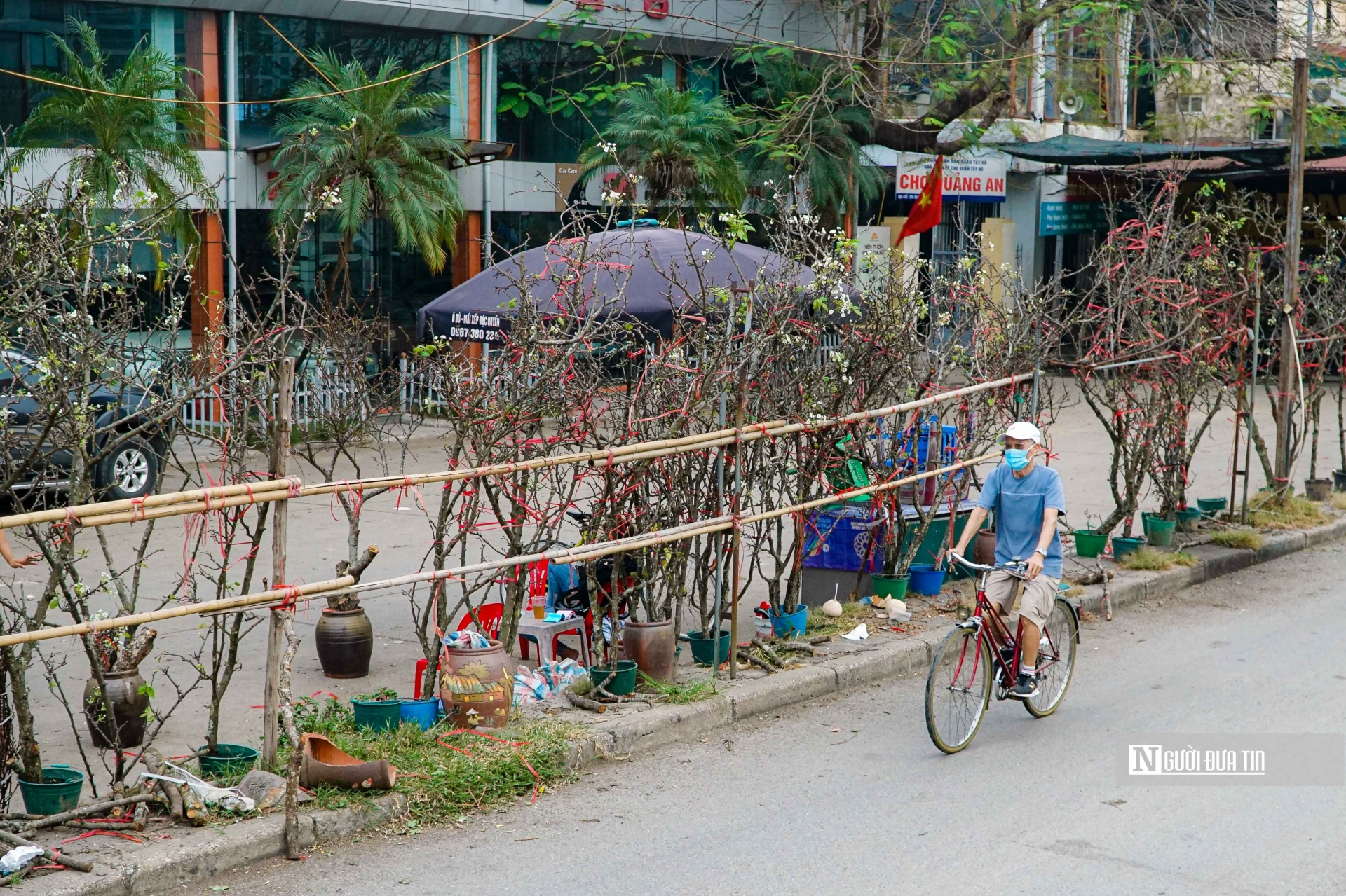 Các tiểu thương ở đây cho biết, hiện nay nhiều khách đã tới mua hoa lê về để chơi sớm.