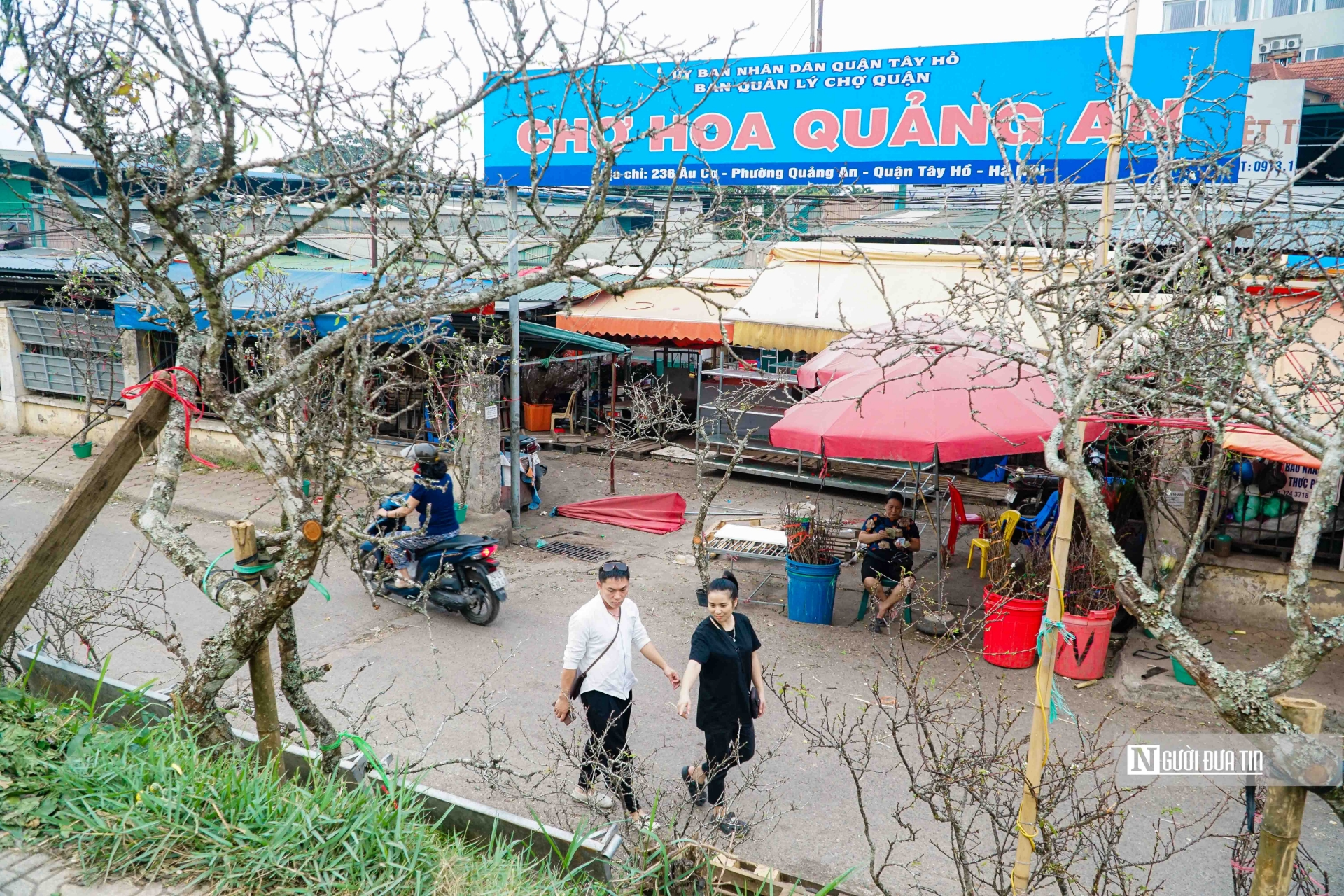 Giá mỗi cành lê dao động từ vài trăm đến vài triệu đồng, tùy thuộc vào độ to nhỏ, dáng thế của cành hoa.