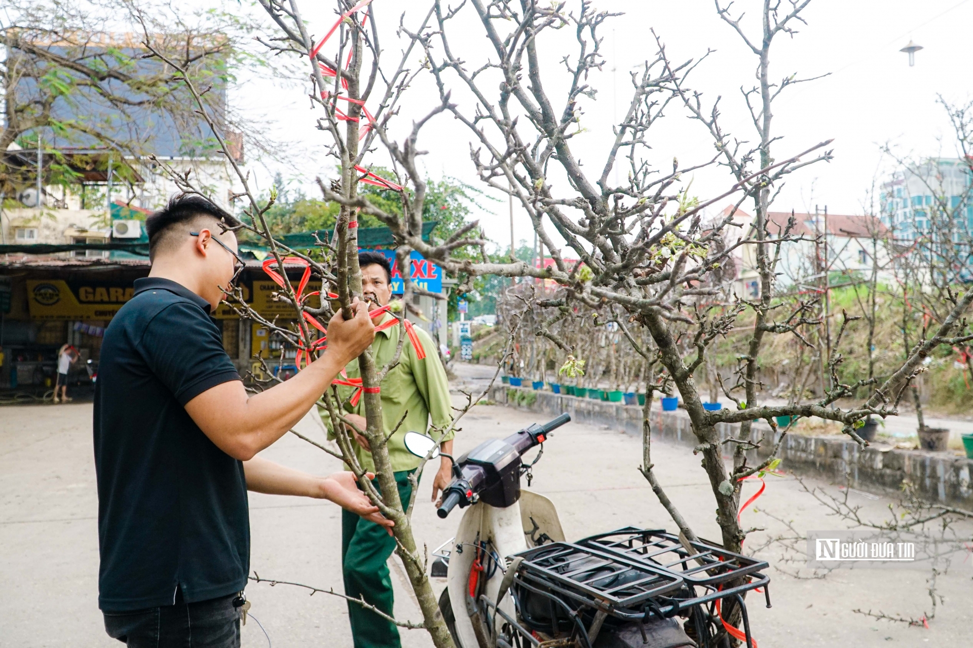 Đây là loài hoa này không chỉ đẹp mà còn mang ý nghĩa phong thủy đặc biệt, biểu trưng cho sự thanh khiết, bình yên và ấm áp trong cuộc sống nên được nhiều người săn đón.