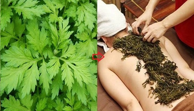 Với những người bị đau vai gáy, đau lưng hông, dùng ngải cứu chườm nóng đem lại hiệu quả tích cực. Ảnh minh họa