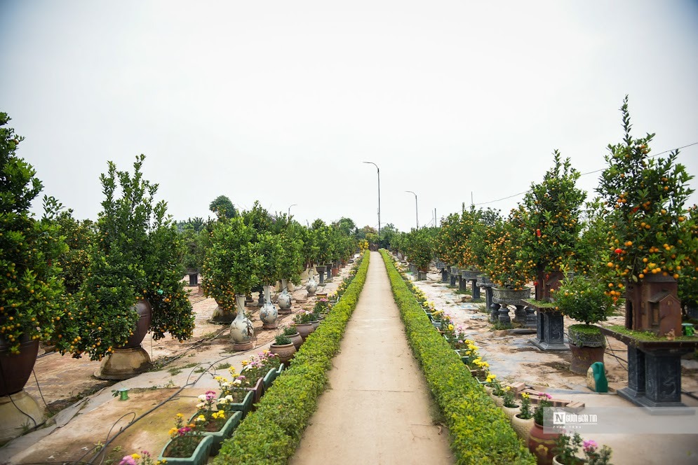 Tết Nguyên đán đang đến cận kề, bên cạnh việc mua sắm đồ ăn thức uống thì việc trang trí nhà cửa cũng được các gia đình lưu tâm. Ngoài thú chơi hoa đào, hoa mai ngày Tết, những năm trở lại đây, các gia đình lựa chọn chơi quất.