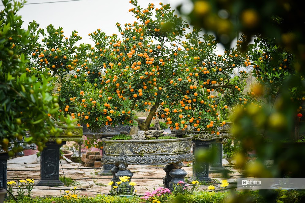 Tại làng nghề truyền thống trồng quất cảnh Tứ Liên (Tây Hồ, Hà Nội), nhiều nhà vườn đã cho ra thị trường quất ghép với gỗ lũa, quất mộc căn, quất trồng trên mô hình nhà cổ... Những dòng cây hiện tại ở vườn đa dạng về kích thước từ mini đến những dòng lớn để ở đại sảnh, phong phú về mẫu mã.