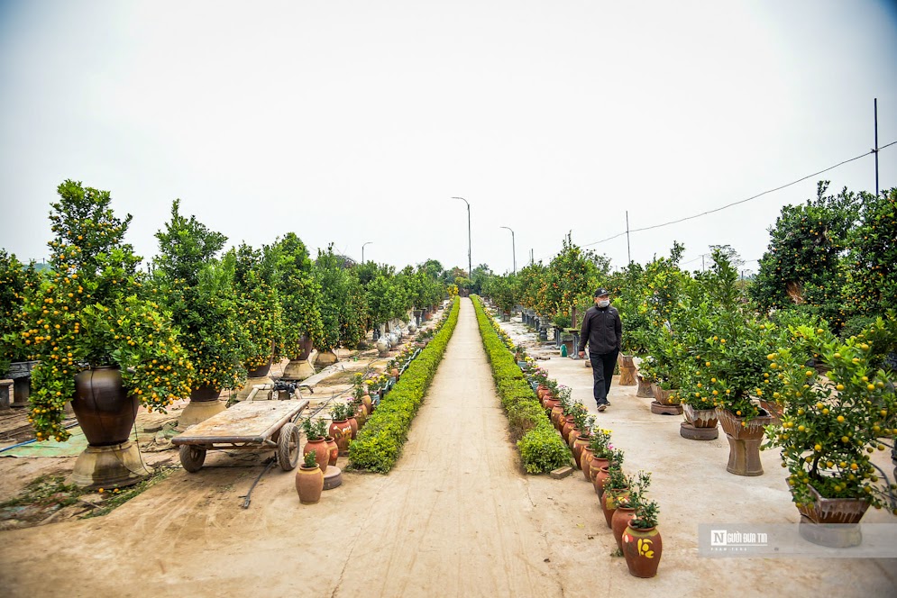 Quất bonsai vài triệu đồng/cây phục vụ khách Thủ đô dịp Tết