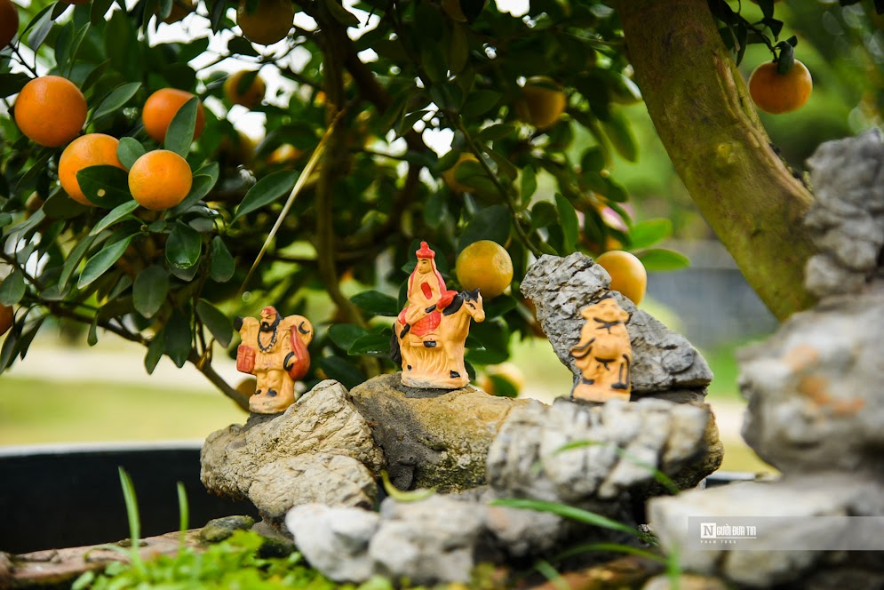 Thông thường, khách sẽ đến vườn chọn mua cây từ khi còn xanh để mang về chơi. Nhiều người giải thích cho việc mua sớm vậy là vì muốn cảm nhận được độ chín và phát triển của cây từ xanh chuyển sang vàng hoặc cam.