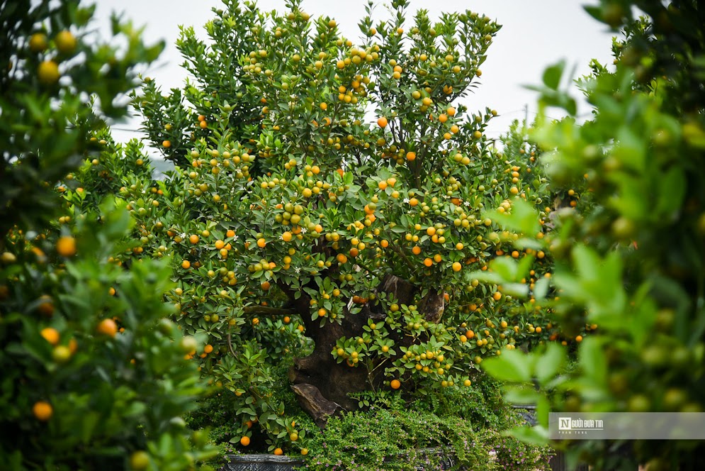 Mỗi cây quất bonsai tại đây được bán với giá dao động từ một triệu đồng cho đến vài chục triệu đồng.
