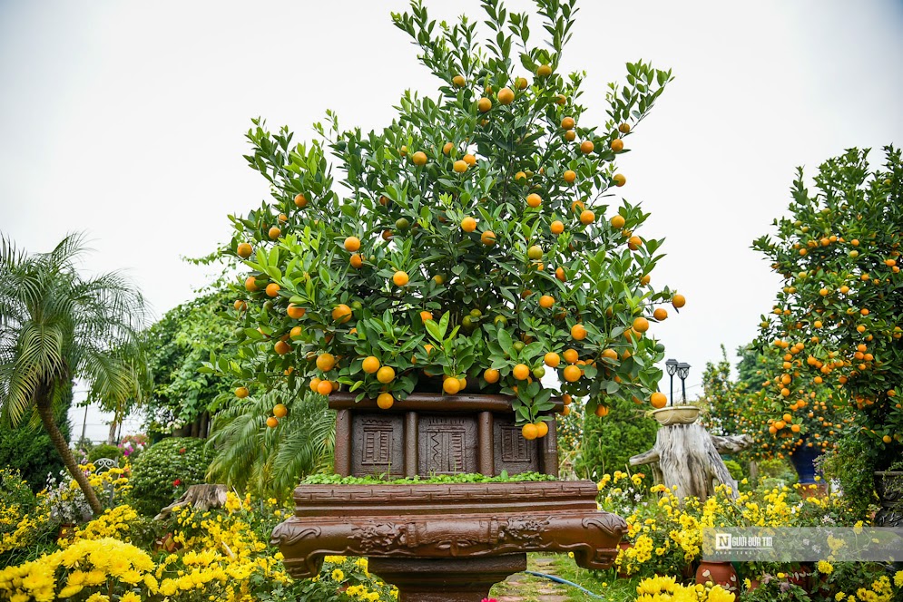 Dưới những gốc cây, chủ vườn thường trang trí thêm tiểu cảnh giúp cho sản phẩm bắt mắt. Năm nay, nhiều nhà vườn đã đưa ra những sản phẩm mới dựa trên những tác phẩm về phố cổ của Bùi Xuân Phái, được cải tiến hơn, đẹp hơn về kiểu dáng.