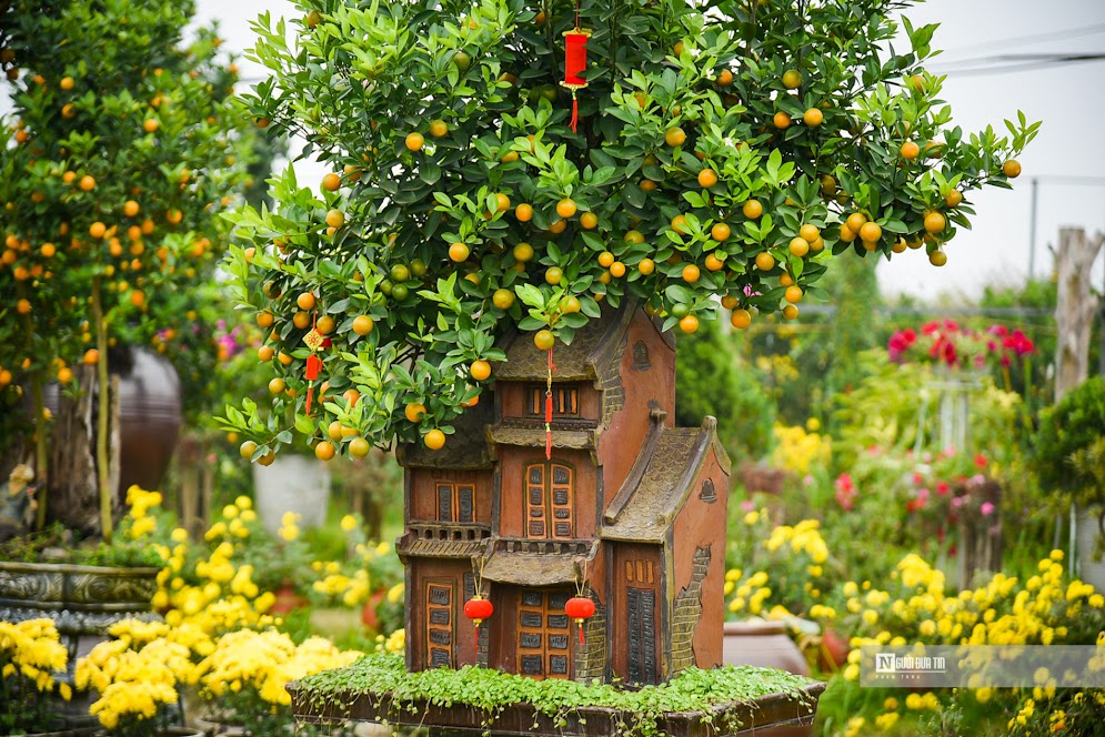 Chị Trang- chủ nhà vườn chia sẻ, năm nay những dòng quất mộc căn khá được thị trường ưa chuộng. 'Để làm được quất mộc căn, chúng tôi phải chọn cây quất khoẻ, có bộ rễ tốt, sau đó tính toán để tạo hình nghệ thuật cho bộ rễ', chị Trang nói.