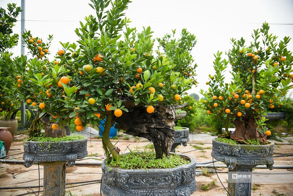 Theo người trồng quất, được gọi là quất mộc căn là vì nhấn mạnh tiêu chí nghệ thuật quan trọng nhất nằm ở bộ rễ cây, hàm ý sức mạnh của bộ rễ cũng giống như con người. Dù có khó khăn, gian nan nhưng lúc nào cũng mạnh mẽ vươn lên trong cuộc sống.