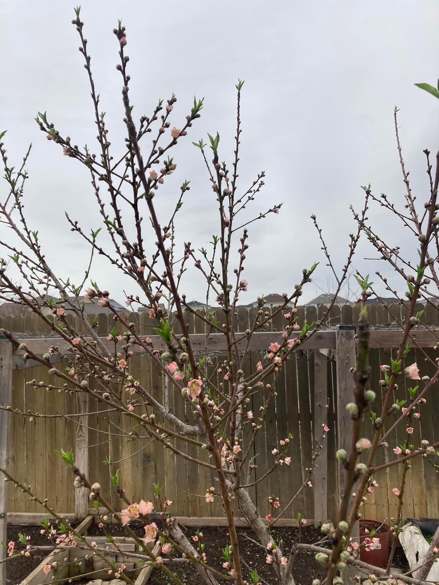 Cây đào trên đất Mỹ của gia đình bà Hạnh.