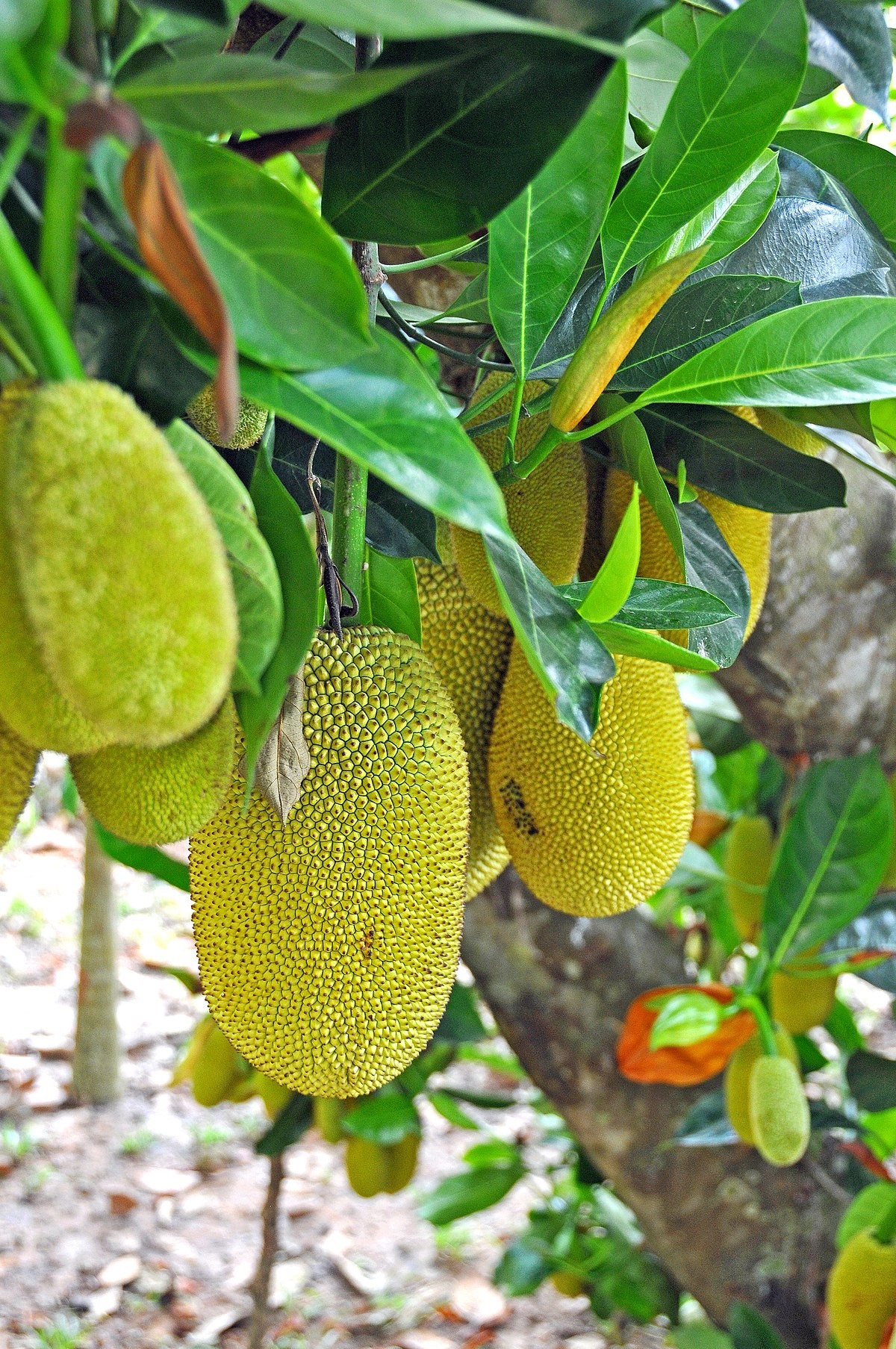 5 cây nếu trồng trong nhà sẽ chặn đứng tài lộc, nghèo mãi vẫn hoàn nghèo - Ảnh 4