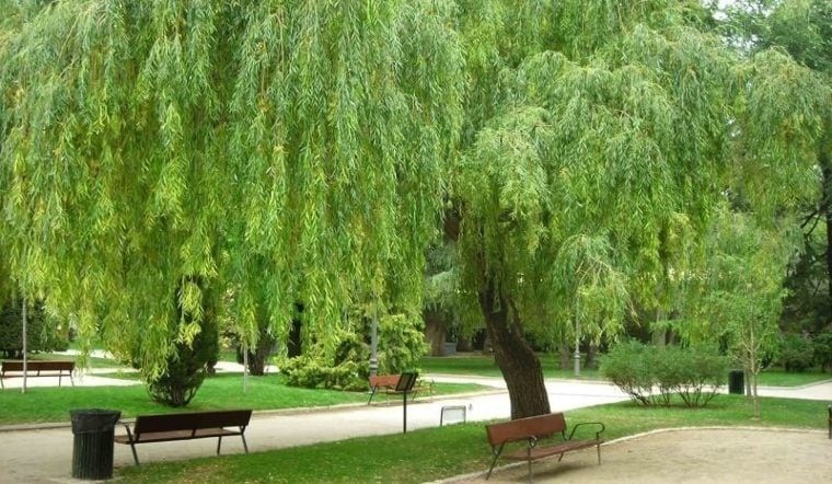 5 cây nếu trồng trong nhà sẽ chặn đứng tài lộc, nghèo mãi vẫn hoàn nghèo - Ảnh 2