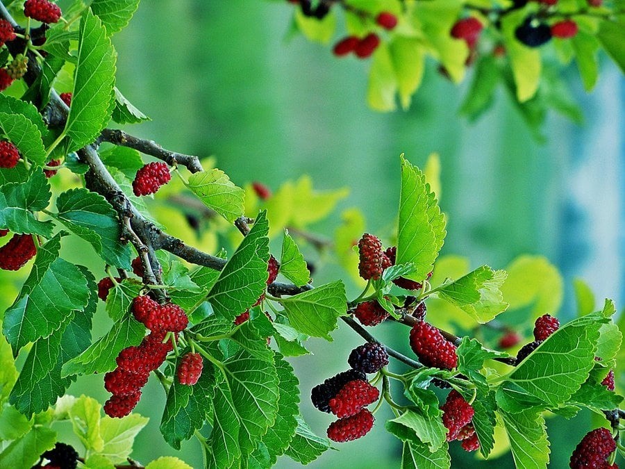 5 cây nếu trồng trong nhà sẽ chặn đứng tài lộc, nghèo mãi vẫn hoàn nghèo - Ảnh 3