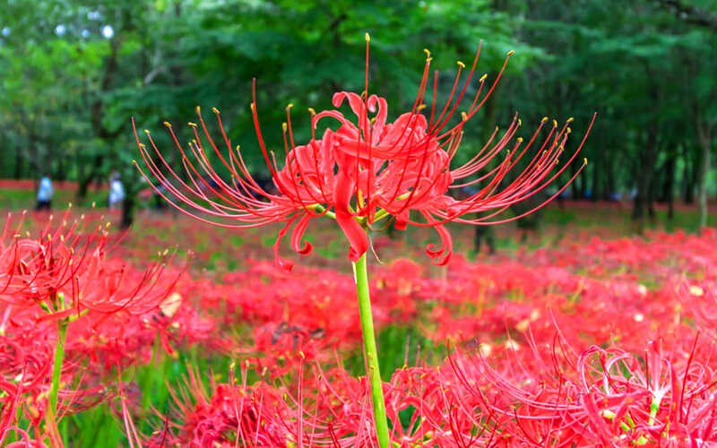 5 cây nếu trồng trong nhà sẽ chặn đứng tài lộc, nghèo mãi vẫn hoàn nghèo - Ảnh 5