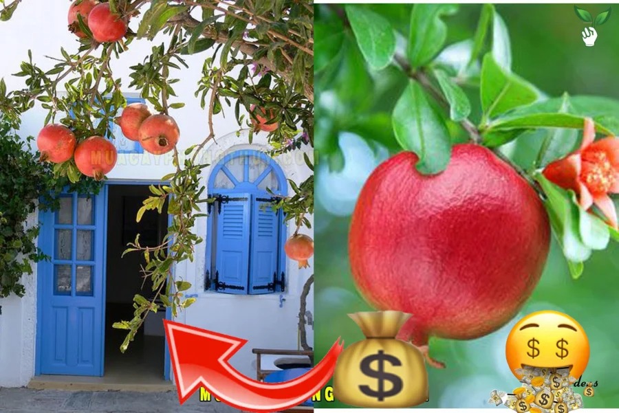 3 loại cây trồng càng lâu càng giàu, cây số 1 nhiều nhà hiếm muộn phải thử liền  - Ảnh 4