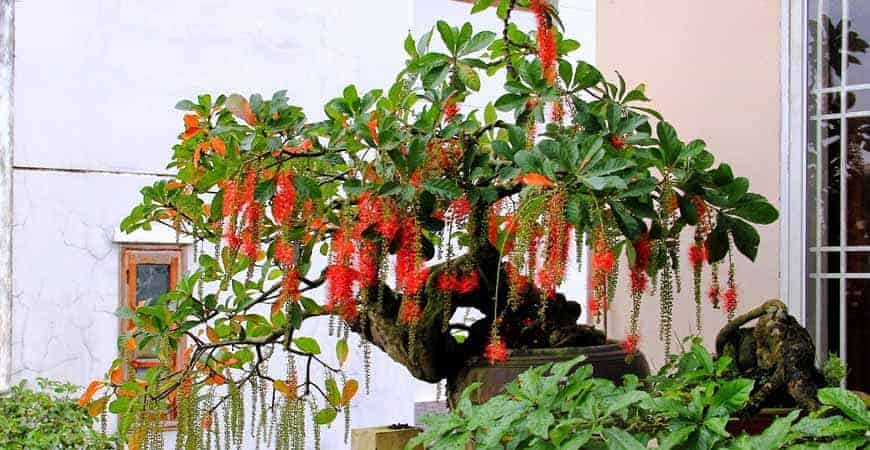 3 loại cây trồng càng lâu càng giàu, cây số 1 nhiều nhà hiếm muộn phải thử liền  - Ảnh 1