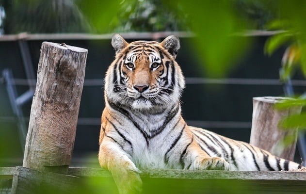 Những người tuổi Dần luôn sống mạnh mẽ, quyết liệt và kiếm tiền rất giỏi (Ảnh: Internet)