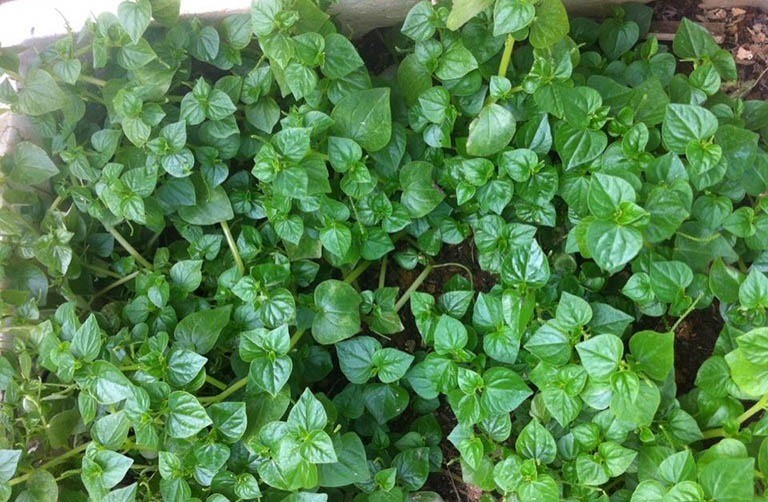 3 loại rau rẻ như cho lại còn dễ tìm ngoài vườn có công dụng cực tốt dành cho người da mụn - Ảnh 2 3 loại rau rẻ như cho lại còn dễ tìm ngoài vườn có công dụng cực tốt dành cho người da mụn - Ảnh 2