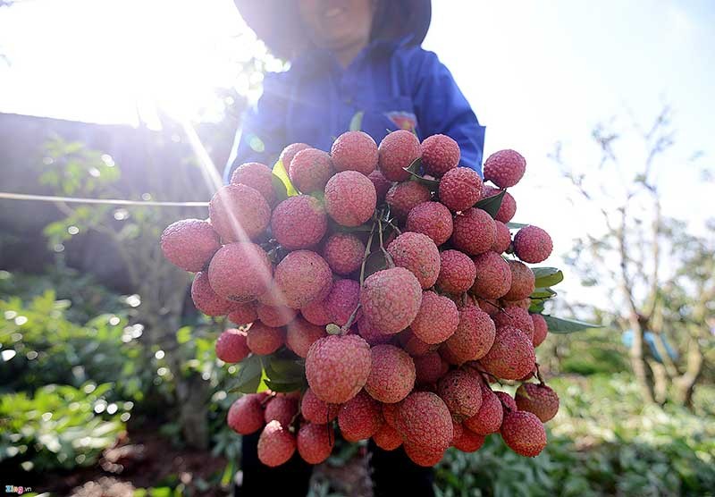 6 lợi ích vàng của việc ăn vải thiều mà ít người không ngờ tới - Ảnh 1