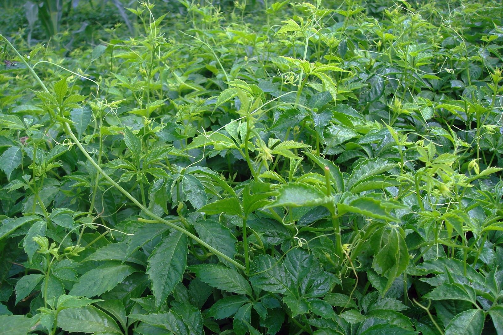 100+ bài thuốc chữa bệnh từ giảo cổ lam mà ít người biết - Ảnh 1