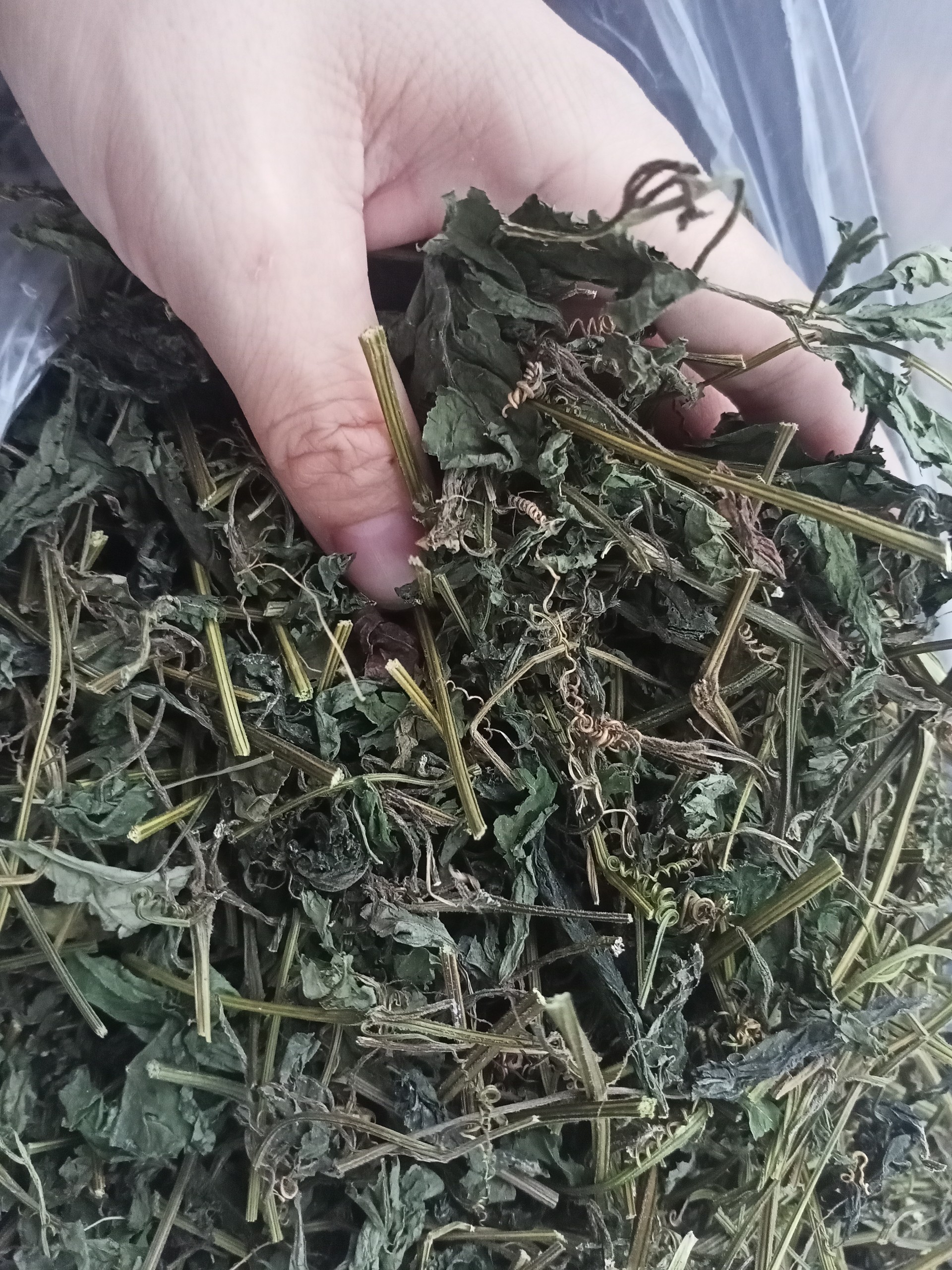 100+ bài thuốc chữa bệnh từ giảo cổ lam mà ít người biết - Ảnh 2