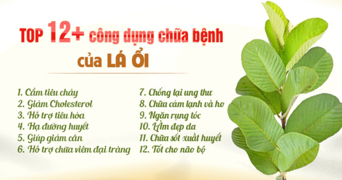 Loạt công dụng của lá ổi